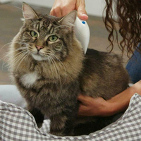 Magic Electric Flea Comb