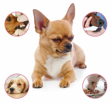 Magic Pet Breath Freshener